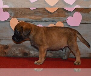 Mastiff Puppy for sale in LE ROY, MI, USA