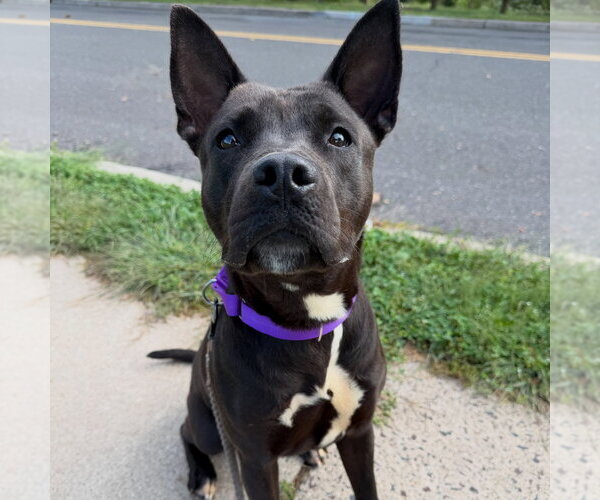 Medium Photo #3 American Staffordshire Terrier Puppy For Sale in Lawrenceville, NJ, USA