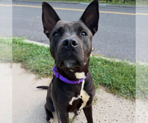 Ocean - Female American Staffordshire Terrier Dog for Adoption - Photo #3