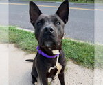 Small Photo #3 American Staffordshire Terrier Puppy For Sale in Lawrenceville, NJ, USA