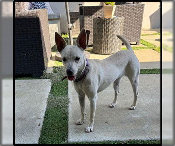 Medium Photo #2 Chihuahua-Unknown Mix Puppy For Sale in San Diego, CA, USA