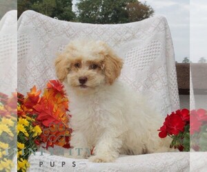 Maltipoo Puppy for Sale in RISING SUN, Maryland USA