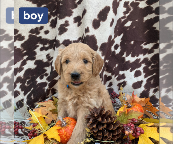 Medium Photo #2 Goldendoodle Puppy For Sale in PIERCE CITY, MO, USA