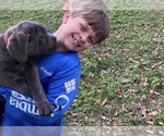 Small Photo #10 Cane Corso Puppy For Sale in FLORENCE, MS, USA