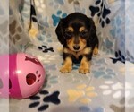 Puppy Tiny Dachshund