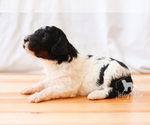Small Photo #13 Bernedoodle Puppy For Sale in CARLOCK, IL, USA