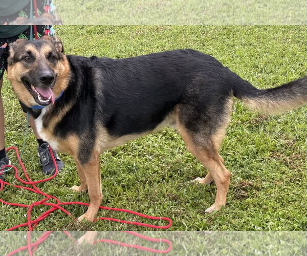 Medium Photo #3 German Shepherd Dog Puppy For Sale in Lighthouse Point, FL, USA