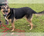 Small #2 German Shepherd Dog