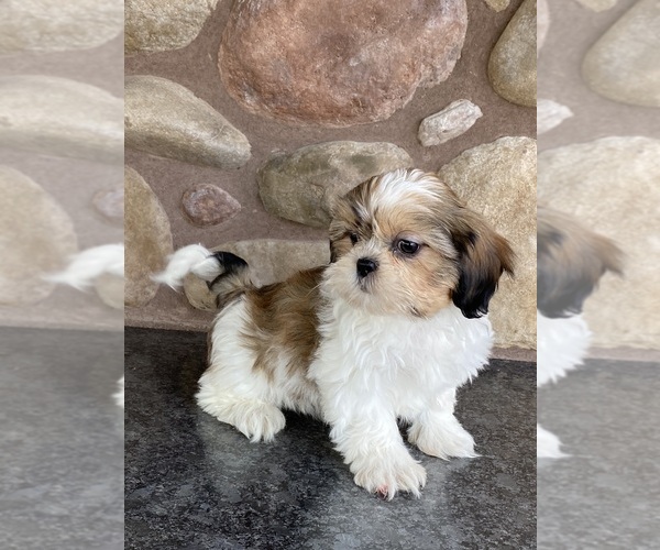 Medium Photo #9 Shih Tzu Puppy For Sale in CANOGA, NY, USA