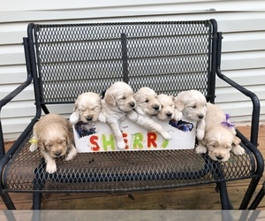 Golden Retriever Puppy for sale in WHITEVILLE, NC, USA