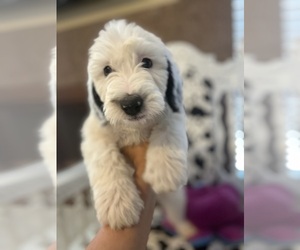 Sheepadoodle Puppy for sale in EL PASO, TX, USA