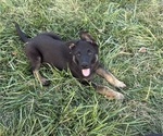 Puppy Beige Collar German Shepherd Dog