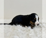 Small Photo #39 Aussiedoodle Miniature -Miniature Bernedoodle Mix Puppy For Sale in CULPEPER, VA, USA