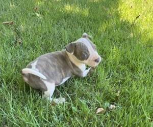 American Bully Puppy for sale in MEMPHIS, TN, USA