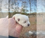 Puppy Rudolph West Highland White Terrier