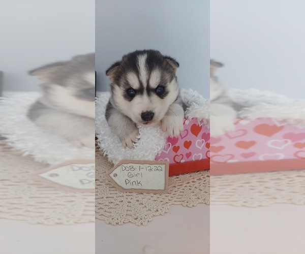 Medium Photo #1 Boston Terrier Puppy For Sale in GAFFNEY, SC, USA
