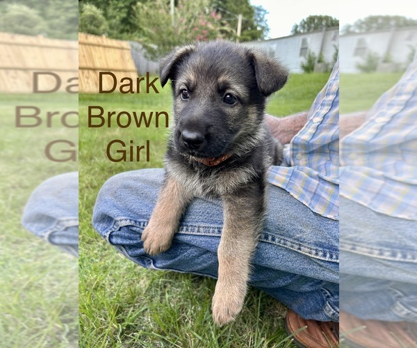 Medium Photo #4 German Shepherd Dog Puppy For Sale in SENECA, SC, USA