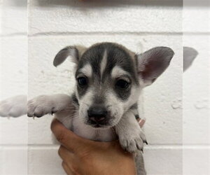 Pembroke Welsh Corgi-Unknown Mix Dogs for adoption in San Bernardino, CA, USA