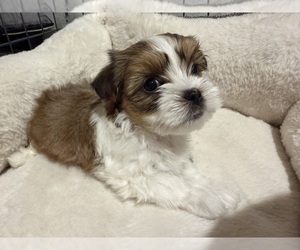 Morkie Puppy for sale in THE COLONY, TX, USA