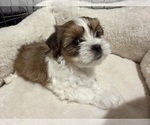 Small Morkie