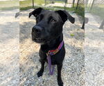 Small #1 Black Mouth Cur-Chinese Shar-Pei Mix
