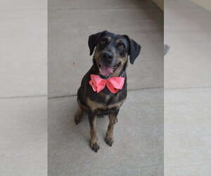 Labrador Retriever-Unknown Mix Dogs for adoption in McKinney, TX, USA