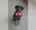 Small Labrador Retriever Mix