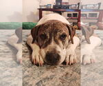 Small Photo #2 American Staffordshire Terrier-Boxer Mix Puppy For Sale in Myrtle Beach, SC, USA