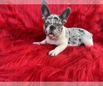 Puppy 1 French Bulldog