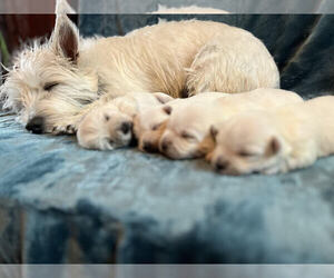 Mother of the West Highland White Terrier puppies born on 02/13/2023