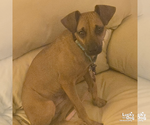Small Photo #6 Miniature Pinscher-Unknown Mix Puppy For Sale in Washington, DC, USA