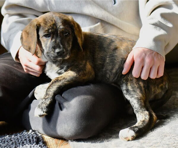 Medium Photo #1 Mutt Puppy For Sale in Mechanicsburg, PA, USA