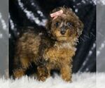 Small Photo #113 Poodle (Miniature) Puppy For Sale in WARSAW, IN, USA