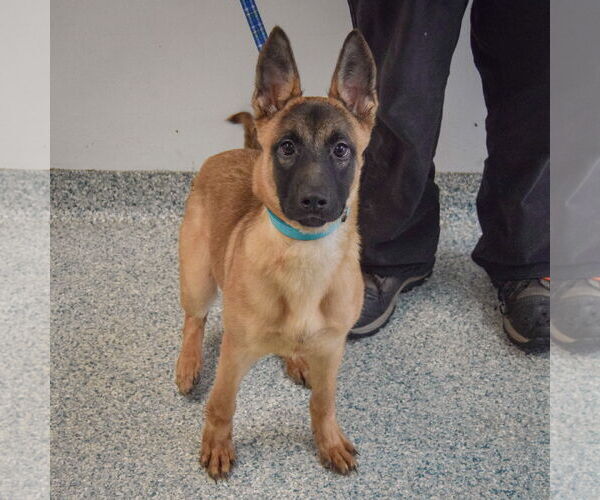 Medium Photo #5 German Shepherd Dog-Unknown Mix Puppy For Sale in Huntley, IL, USA