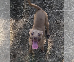Basenji-Pembroke Welsh Corgi Mix Dogs for adoption in MADERA, CA, USA