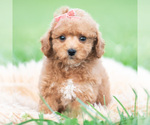 Small Photo #41 Maltipoo (Miniature) Puppy For Sale in WARSAW, IN, USA