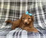 Small #2 Goldendoodle (Miniature)