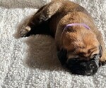 Small Photo #15 Mastiff Puppy For Sale in BIXBY, OK, USA