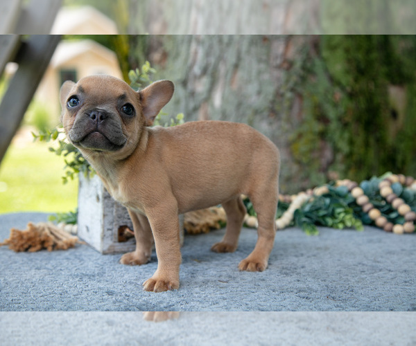 Medium Photo #44 French Bulldog Puppy For Sale in BALTIC, OH, USA
