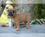 Small Photo #44 French Bulldog Puppy For Sale in BALTIC, OH, USA