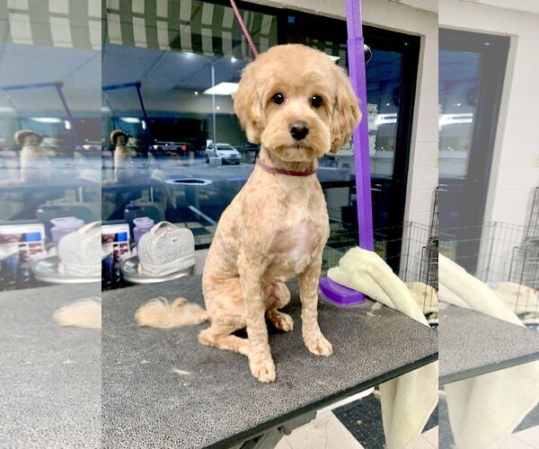 Medium Photo #2 Poodle (Miniature) Puppy For Sale in Santa Clarita, CA, USA
