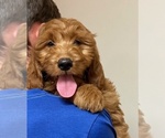 Puppy Puppy 7 Goldendoodle (Miniature)