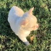 Small Photo #5 Chihuahua Puppy For Sale in CHARLESTON, SC, USA