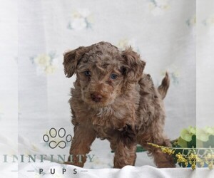 Poodle (Toy) Puppy for sale in GAP, PA, USA