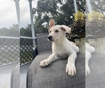 Puppy Nova German Shepherd Dog