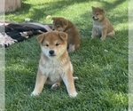 Small Photo #16 Shiba Inu Puppy For Sale in YUCCA VALLEY, CA, USA