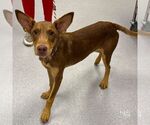 Small #3 Australian Kelpie-Miniature Pinscher Mix