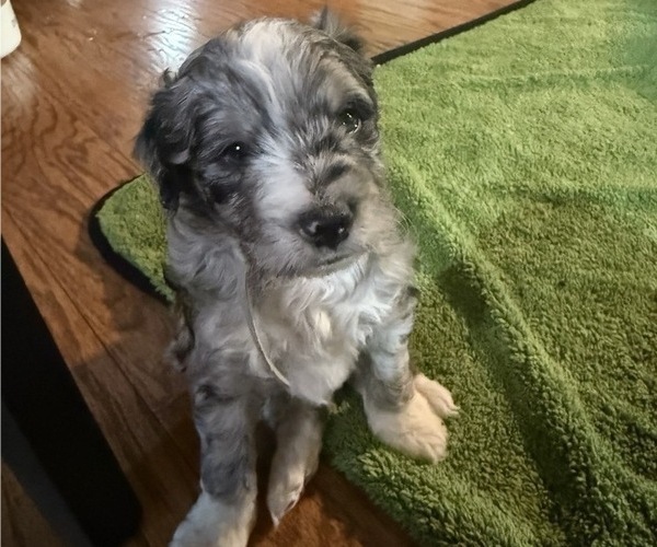 Medium Photo #2 Golden Mountain Doodle  Puppy For Sale in JIM FALLS, WI, USA