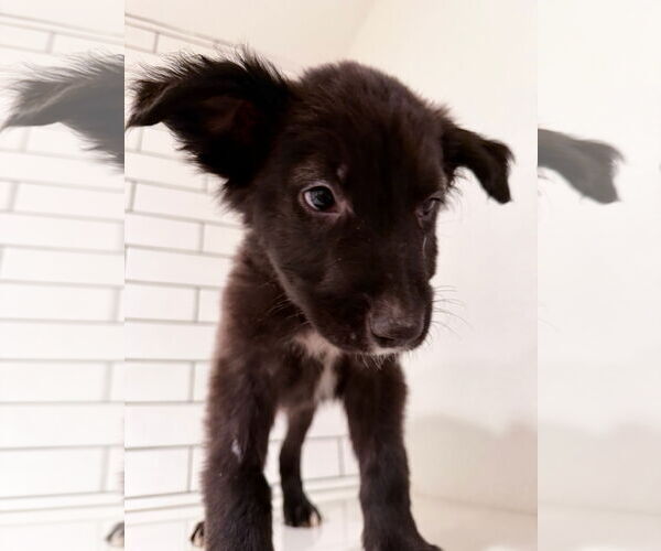 Medium Photo #1 Mutt Puppy For Sale in Fort Collins, CO, USA