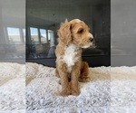 Small #6 Goldendoodle (Miniature)